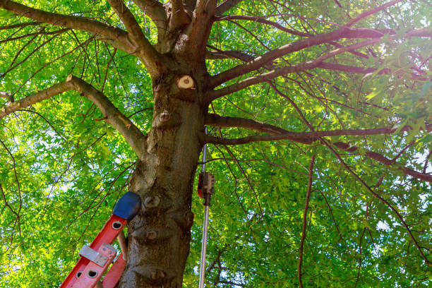 Emergency Storm Tree Removal in West Fairview, PA